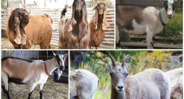 Koza nejí a nepije a břicho je měkké a žádná žvýkačka, co dělat doma